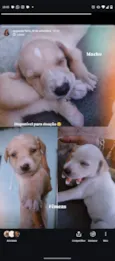 Cachorros ????
