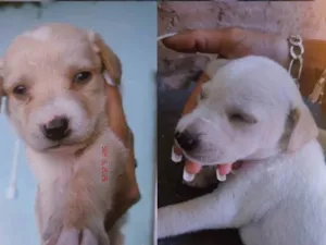 Cachorro raça SRD-ViraLata idade Abaixo de 2 meses nome Cachorros ????