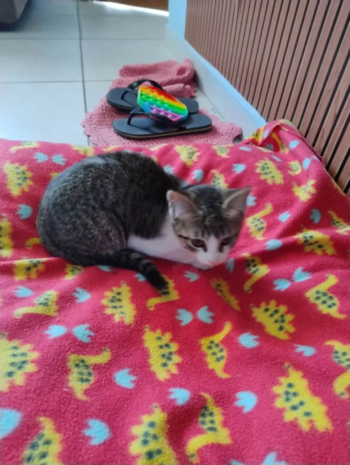 Gato ra a SRD-ViraLata idade Abaixo de 2 meses nome Não tem nome