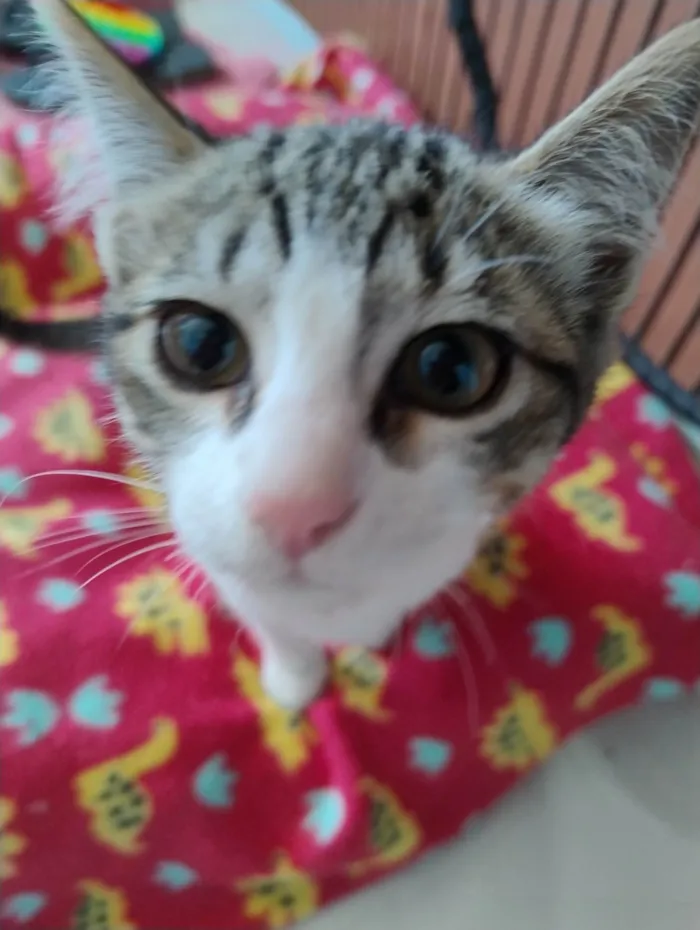 Gato ra a SRD-ViraLata idade Abaixo de 2 meses nome Não tem nome