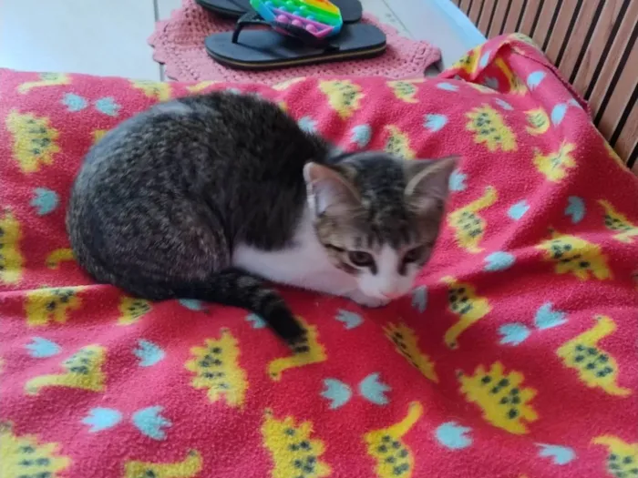 Gato ra a SRD-ViraLata idade Abaixo de 2 meses nome Não tem nome