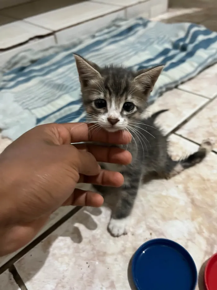 Gato ra a SRD-ViraLata idade 2 a 6 meses nome Zézinho Guerreiro 