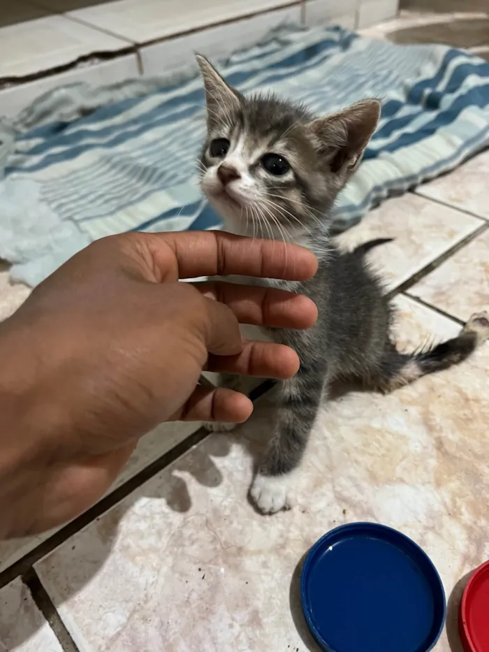 Gato ra a SRD-ViraLata idade 2 a 6 meses nome Zézinho Guerreiro 