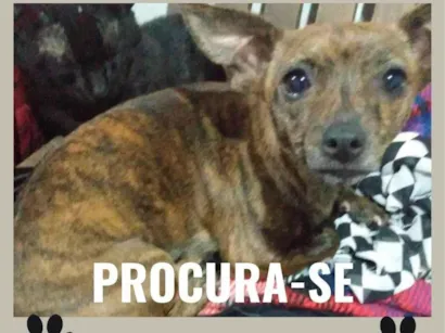 Cachorro raça SRD-ViraLata idade 4 anos nome Amora