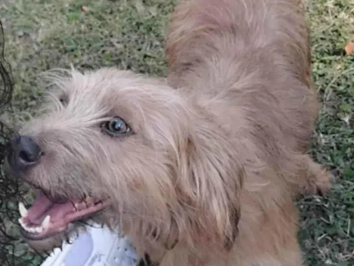 Cachorro ra a SRD-ViraLata idade 3 anos nome Dylan