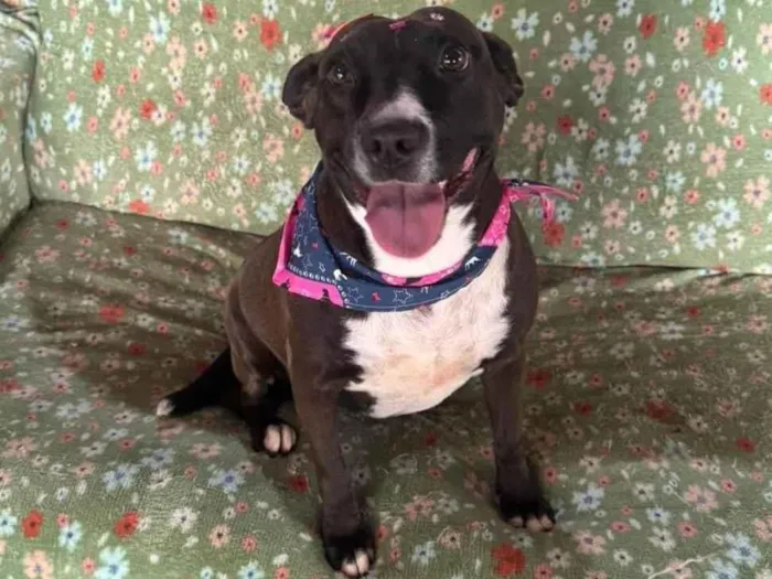 Cachorro ra a SRD-ViraLata idade 3 anos nome Naomi