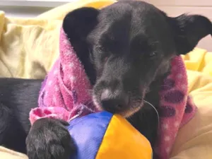 Cachorro raça SRD-ViraLata idade 4 anos nome Vivaldi