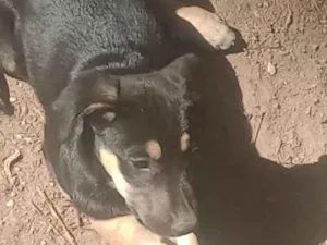 Cachorro raça SRD-ViraLata idade Abaixo de 2 meses nome Noemi