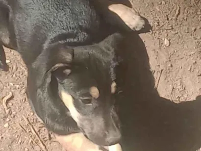Cachorro raça SRD-ViraLata idade Abaixo de 2 meses nome Noemi