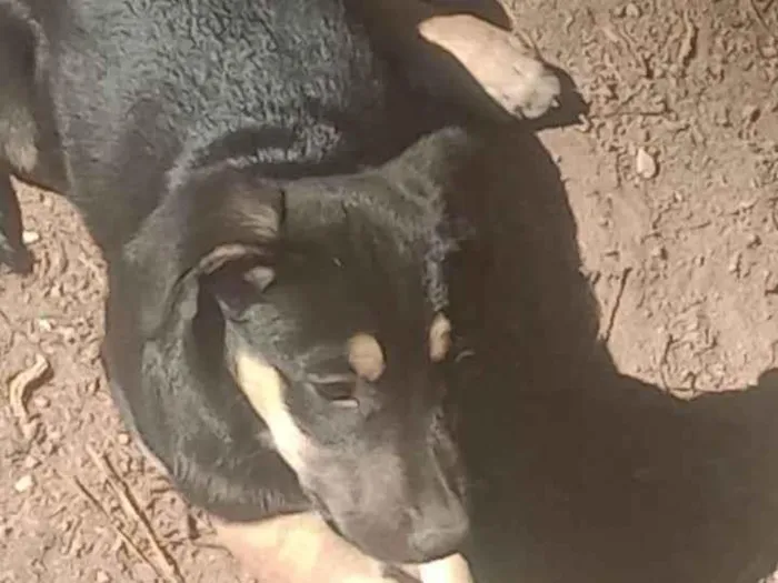 Cachorro ra a SRD-ViraLata idade Abaixo de 2 meses nome Noemi