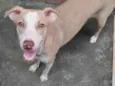 Estrelinha 