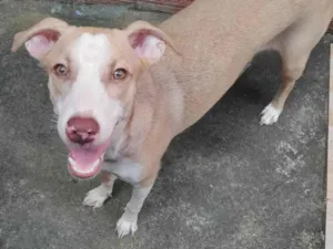 Cachorro raça SRD-ViraLata idade 2 anos nome Estrelinha 