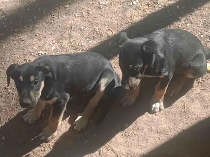 Cachorro ra a SRD-ViraLata idade Abaixo de 2 meses nome Juquinha