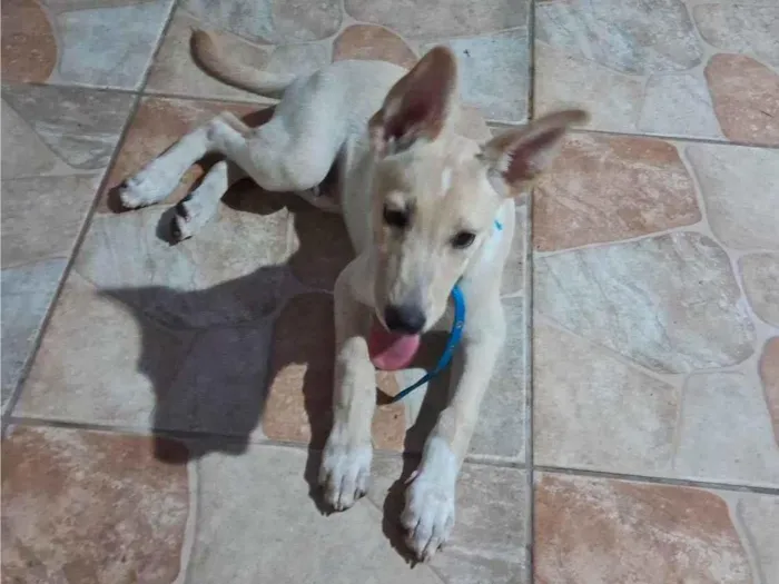 Cachorro ra a SRD-ViraLata idade 2 a 6 meses nome Marlom