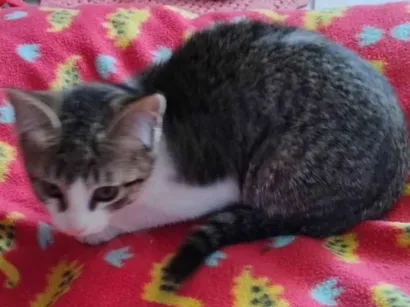 Gato raça SRD-ViraLata idade Abaixo de 2 meses nome Não tem nome