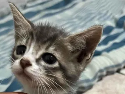 Gato raça SRD-ViraLata idade 2 a 6 meses nome Zézinho Guerreiro 