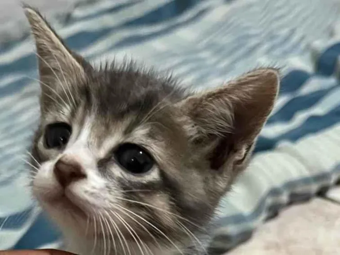 Gato ra a SRD-ViraLata idade 2 a 6 meses nome Zézinho Guerreiro 