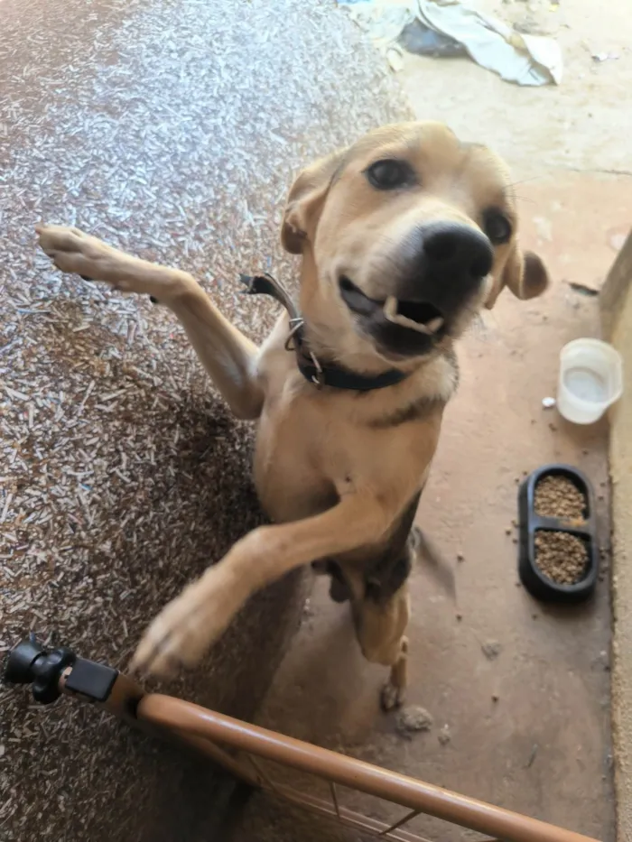 Cachorro ra a SRD-ViraLata idade 7 a 11 meses nome Luffy