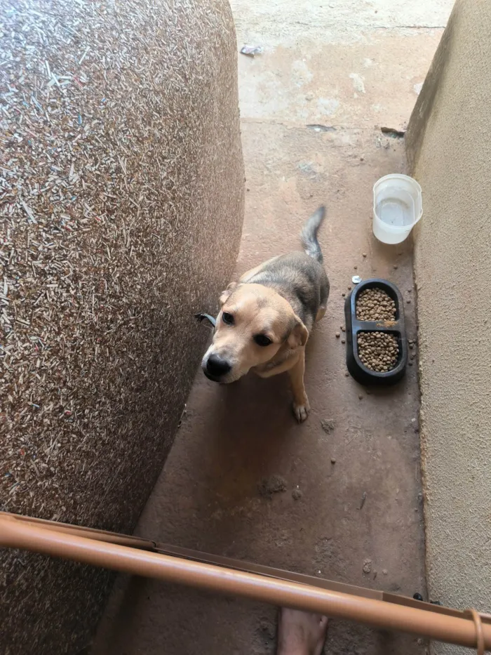 Cachorro ra a SRD-ViraLata idade 7 a 11 meses nome Luffy