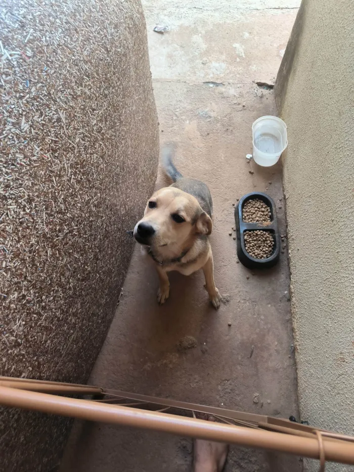 Cachorro ra a SRD-ViraLata idade 7 a 11 meses nome Luffy