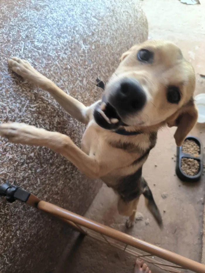 Cachorro ra a SRD-ViraLata idade 7 a 11 meses nome Luffy