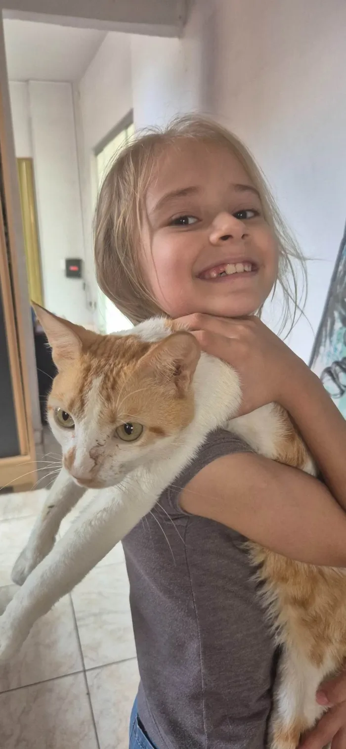 Gato ra a SRD-ViraLata idade 2 anos nome Colin