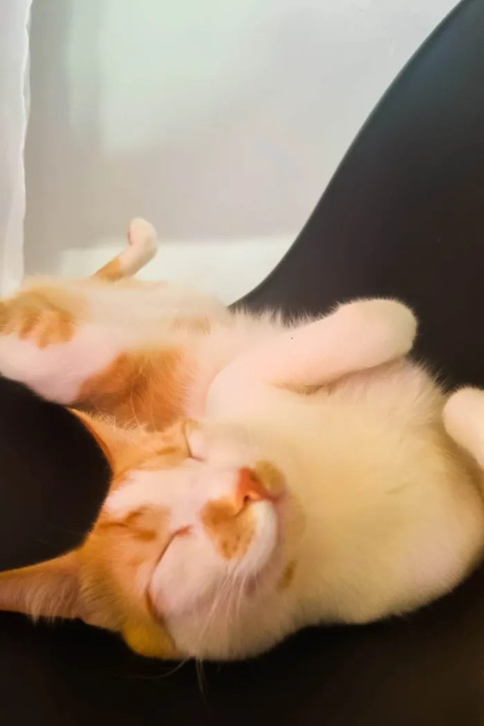 Gato ra a SRD-ViraLata idade 2 anos nome Colin