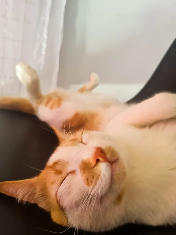 Gato ra a SRD-ViraLata idade 2 anos nome Colin