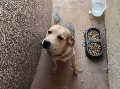 Cachorro raça SRD-ViraLata idade 7 a 11 meses nome Luffy