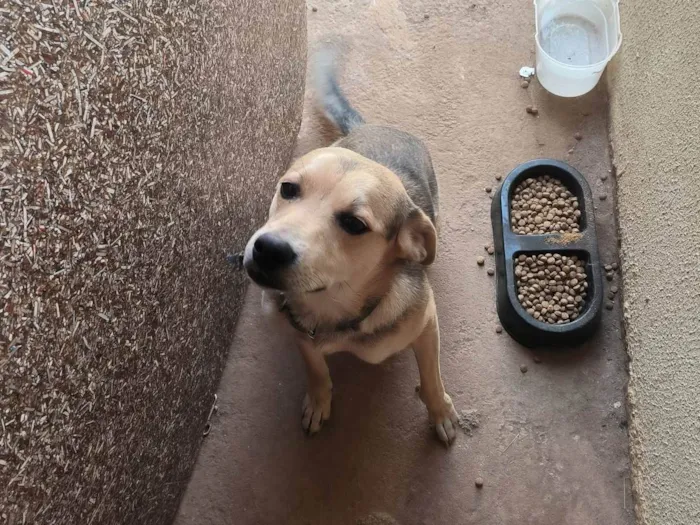 Cachorro ra a SRD-ViraLata idade 7 a 11 meses nome Luffy