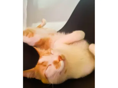 Gato raça SRD-ViraLata idade 2 anos nome Colin