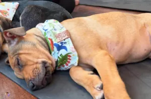 Cachorro raça SRD-ViraLata idade 2 a 6 meses nome Mauricinho 
