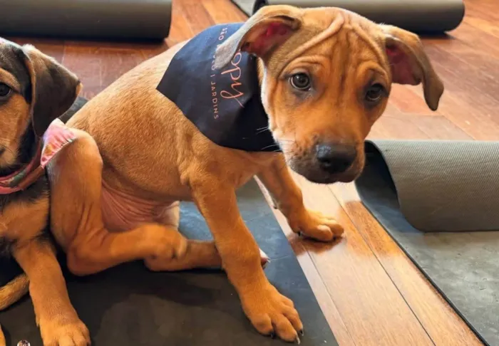 Cachorro ra a SRD-ViraLata idade 2 a 6 meses nome Mauricinho 