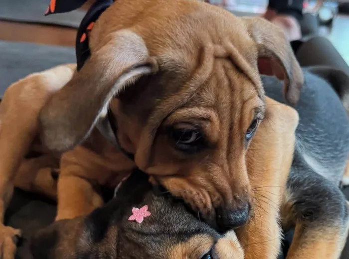 Cachorro ra a SRD-ViraLata idade 2 a 6 meses nome Mauricinho 