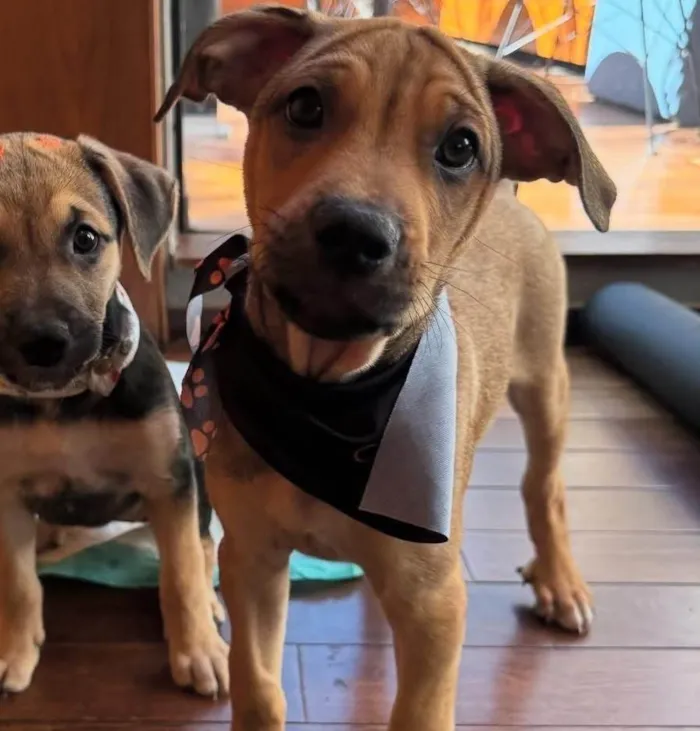 Cachorro ra a SRD-ViraLata idade 2 a 6 meses nome Mauricinho 