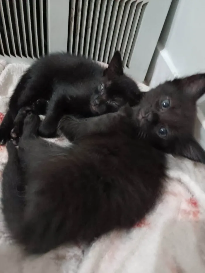 Gato ra a SRD-ViraLata idade Abaixo de 2 meses nome Filhotinhas 