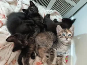 Gato raça SRD-ViraLata idade Abaixo de 2 meses nome Filhotinhas 