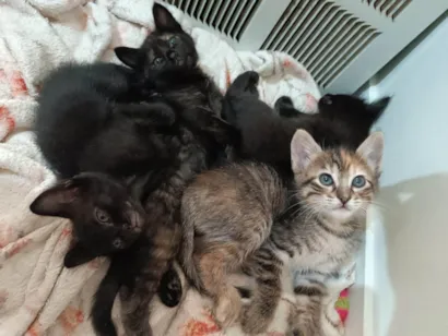 Gato raça SRD-ViraLata idade Abaixo de 2 meses nome Filhotinhas 