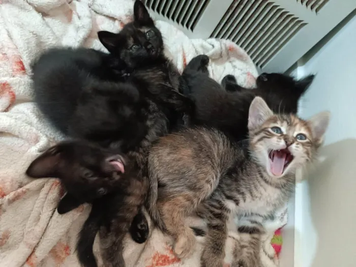 Gato ra a SRD-ViraLata idade Abaixo de 2 meses nome Filhotinhas 