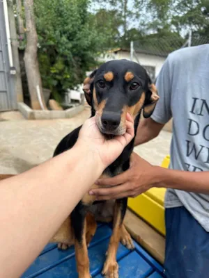 Cachorro raça SRD-ViraLata idade 2 anos nome Lady Di 