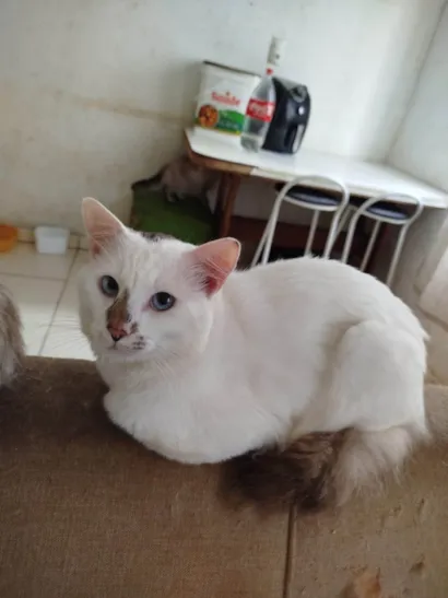 Gato raça SRD-ViraLata idade 3 anos nome  Paçoca Diego mia Roberta pipoca Maria Joaquina Lupita Maria Clara nino panda tigre branco pudim astro 