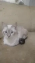 Paçoca Diego mia Roberta pipoca Maria Joaquina Lupita Maria Clara nino panda tigre branco pudim astro