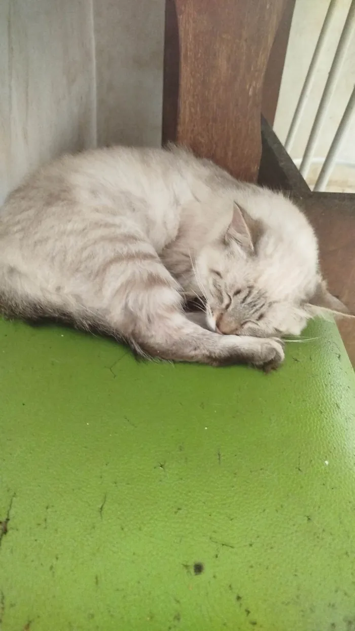 Gato ra a SRD-ViraLata idade 3 anos nome  Paçoca Diego mia Roberta pipoca Maria Joaquina Lupita Maria Clara nino panda tigre branco pudim astro 