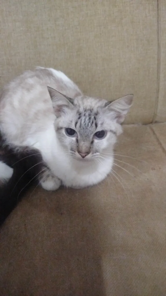 Gato ra a SRD-ViraLata idade 3 anos nome  Paçoca Diego mia Roberta pipoca Maria Joaquina Lupita Maria Clara nino panda tigre branco pudim astro 