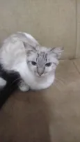 Paçoca Diego mia Roberta pipoca Maria Joaquina Lupita Maria Clara nino panda tigre branco pudim astro