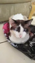 Paçoca Diego mia Roberta pipoca Maria Joaquina Lupita Maria Clara nino panda tigre branco pudim astro