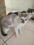 Paçoca Diego mia Roberta pipoca Maria Joaquina Lupita Maria Clara nino panda tigre branco pudim astro