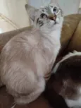 Paçoca Diego mia Roberta pipoca Maria Joaquina Lupita Maria Clara nino panda tigre branco pudim astro