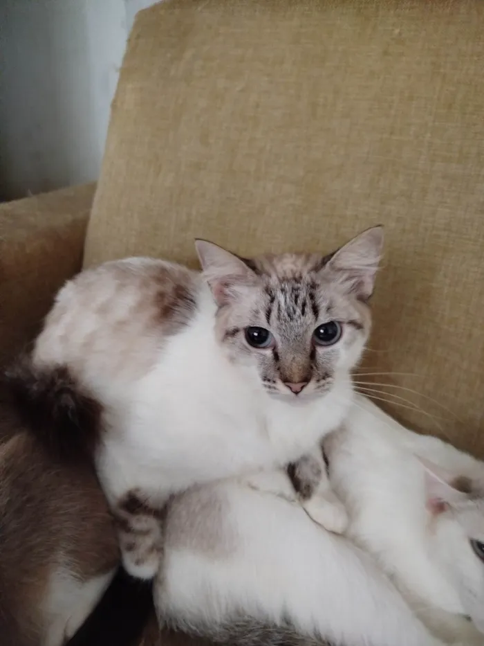 Gato ra a SRD-ViraLata idade 3 anos nome  Paçoca Diego mia Roberta pipoca Maria Joaquina Lupita Maria Clara nino panda tigre branco pudim astro 