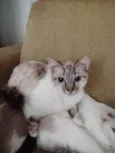 Paçoca Diego mia Roberta pipoca Maria Joaquina Lupita Maria Clara nino panda tigre branco pudim astro